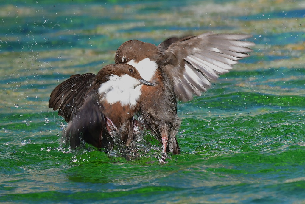 DSC_3266.JPG