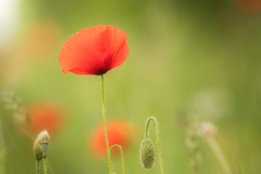 coquelicot.jpg