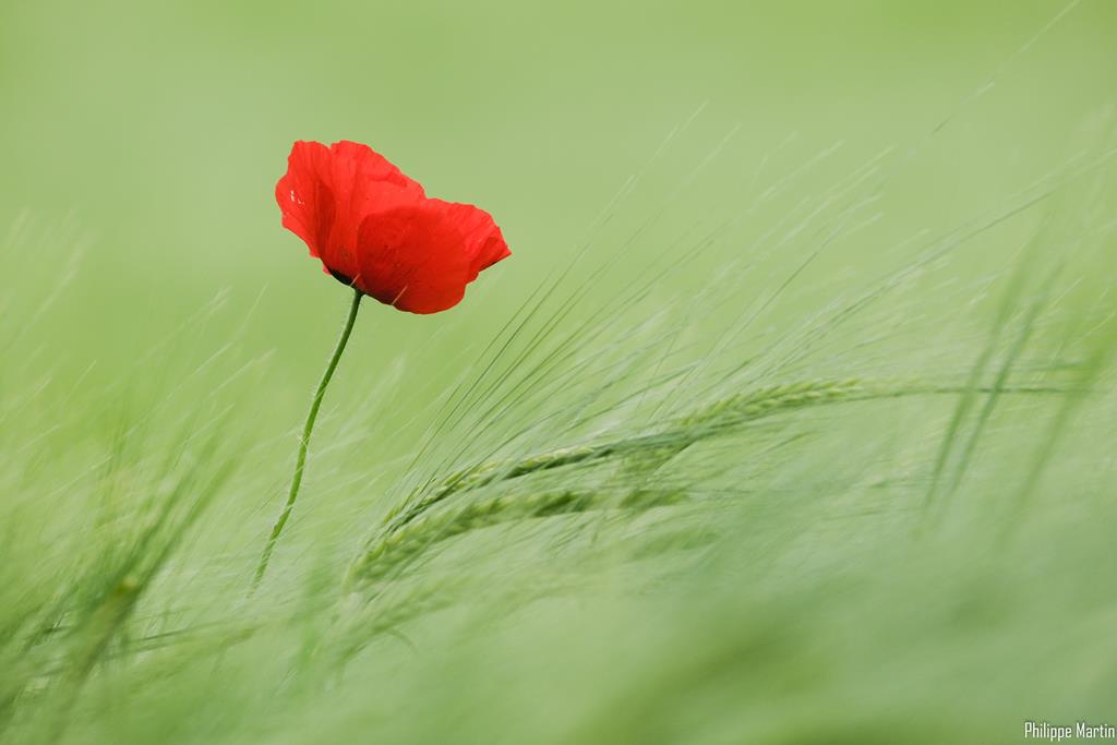 Coquelicot-1124A.jpg