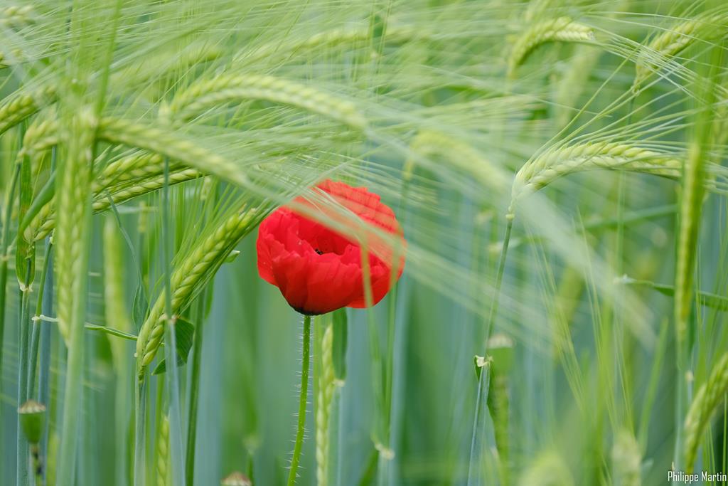 Coquelicot-1185a.jpg