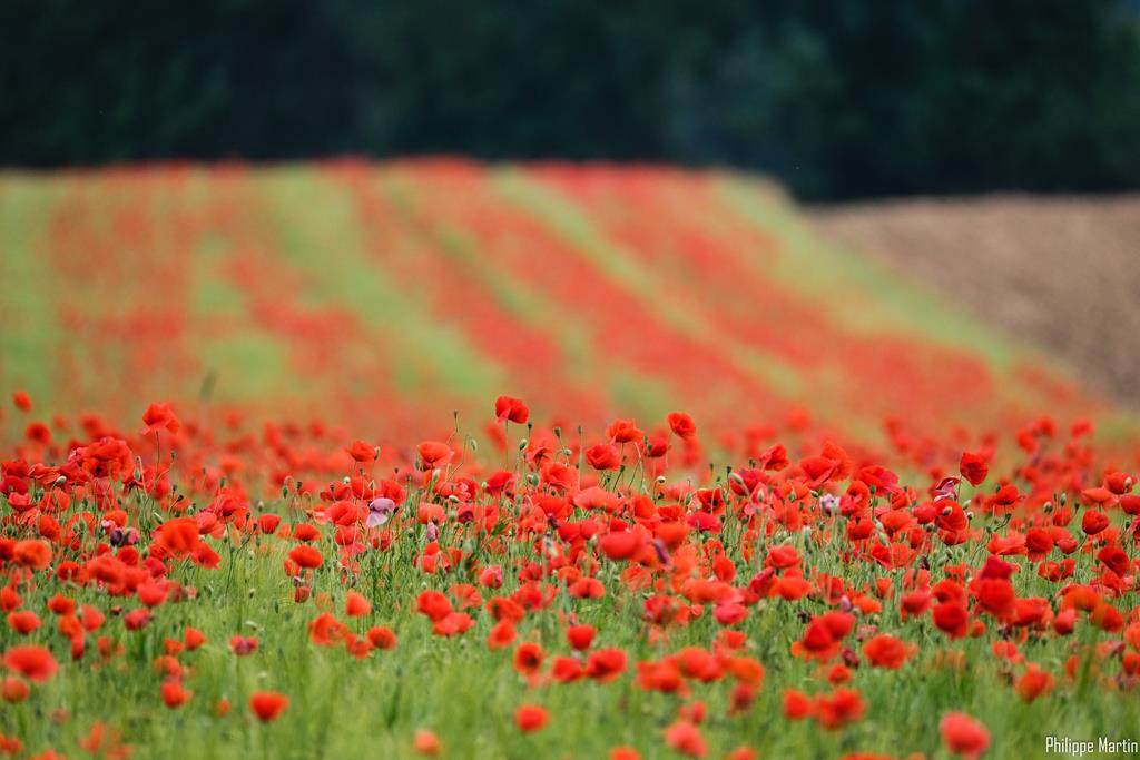 Coquelicot-1302A.jpg