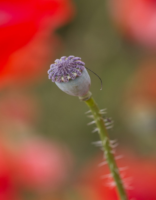 Coquelicots - 1.jpg