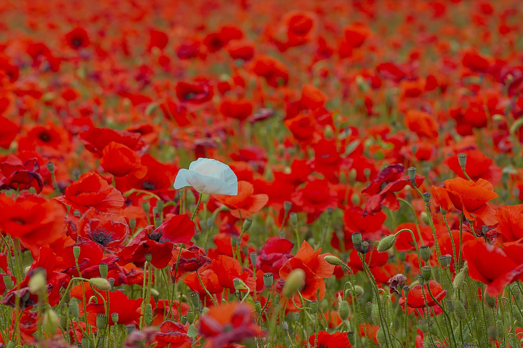 Coquelicots - 3.jpg