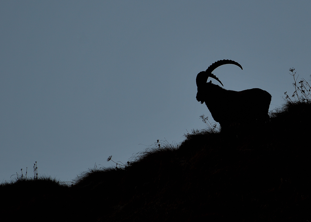 DS5_3075.jpg