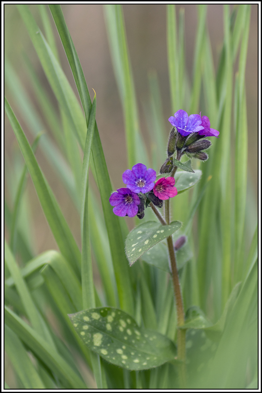 flore(1026).jpg