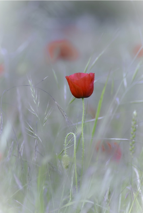 coquelicot-02.jpg