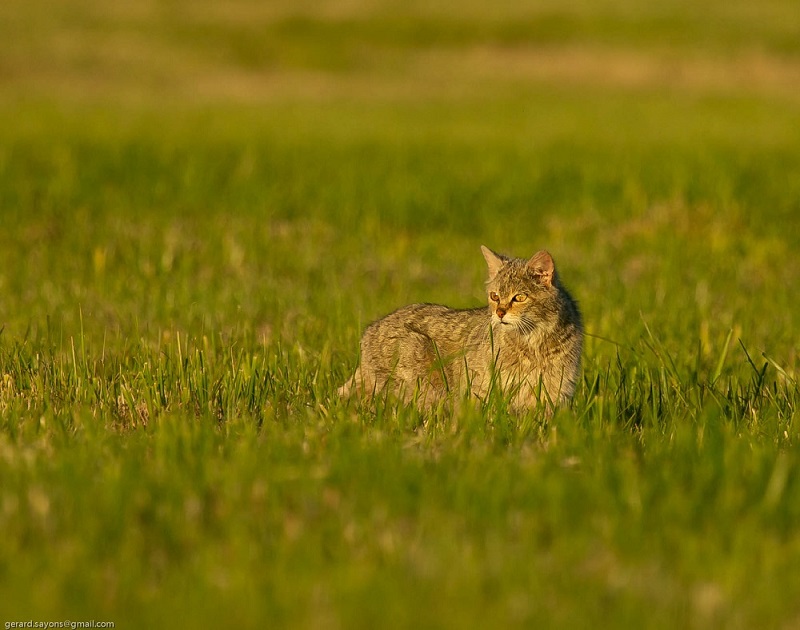 AV4R0532 - Copie.jpg