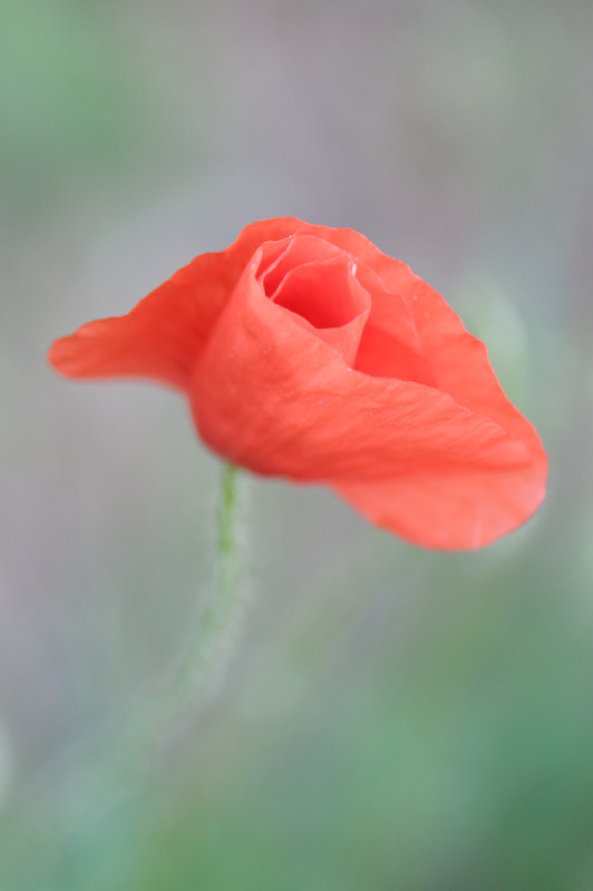 coquelicot _ drapé_ 20052020.jpg