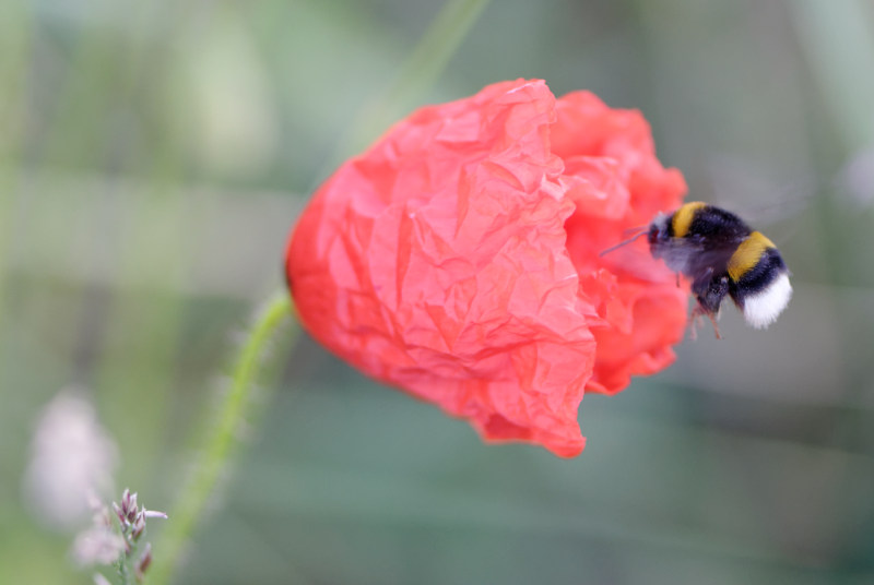 coquelicot _bourdon_ 20052020.jpg