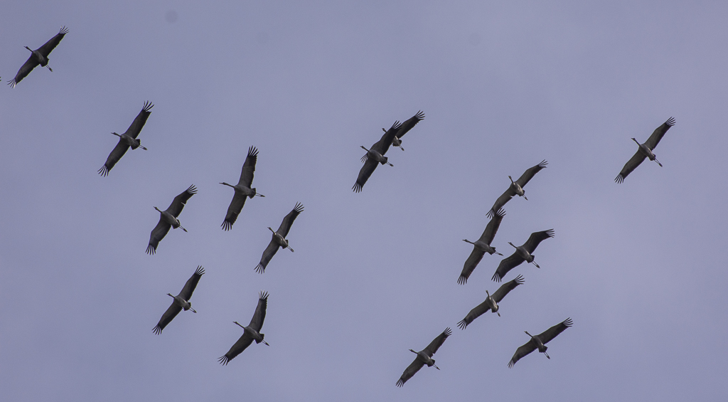 Grues.jpg