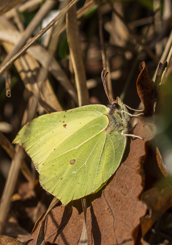 Papillon citron.jpg