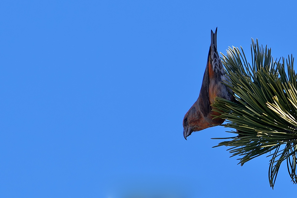 DSC_4734_DxO.jpg