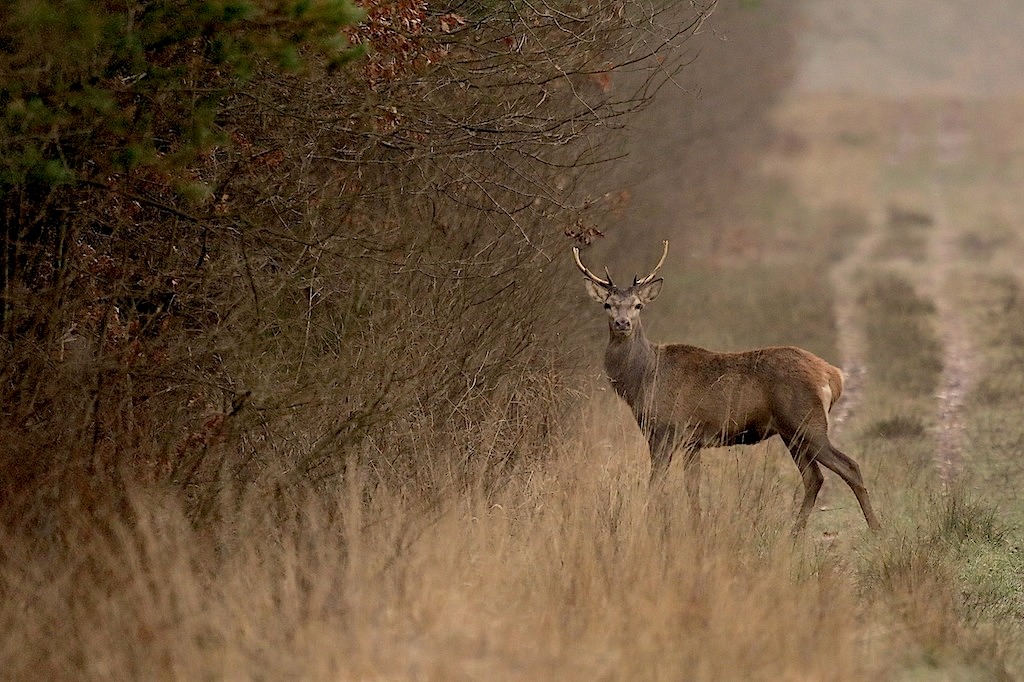 cerf 1024.jpg