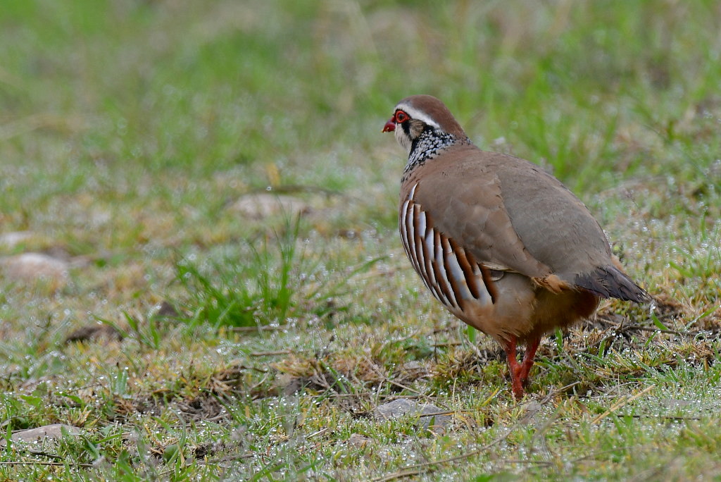 DSC_4242-001.JPG
