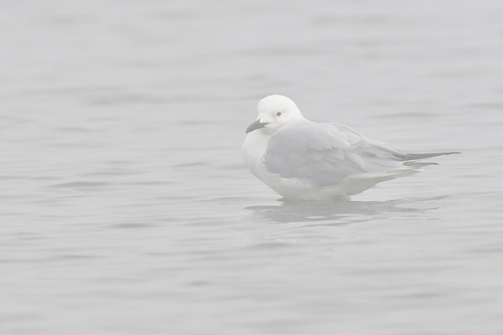 DSC_4536.JPG