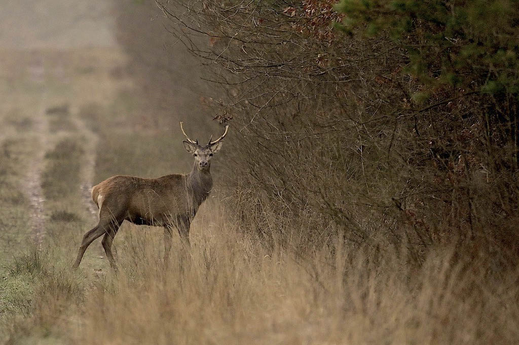 cerf 1024.jpg