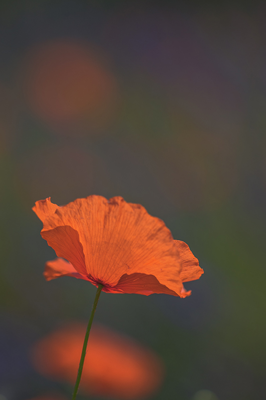 Coquelicots AD1.jpg