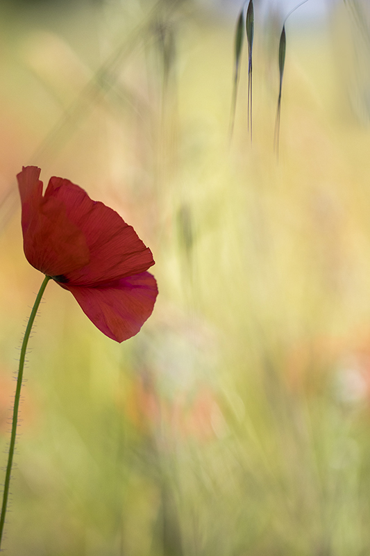 Coquelicots AD2.jpg