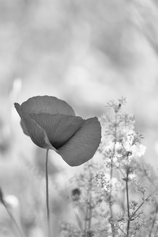 Coquelicots AD3.jpg