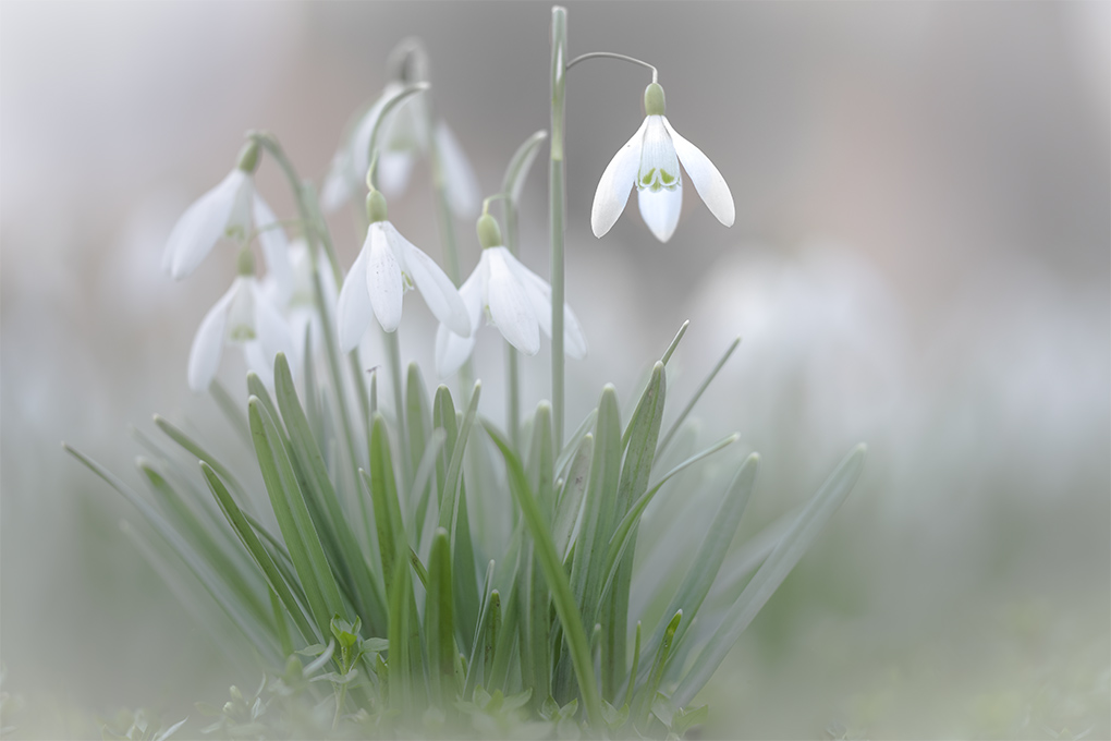perce neige 4a.jpg