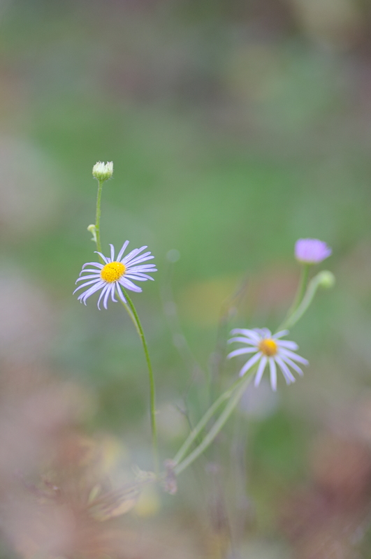DSC_1024.jpg