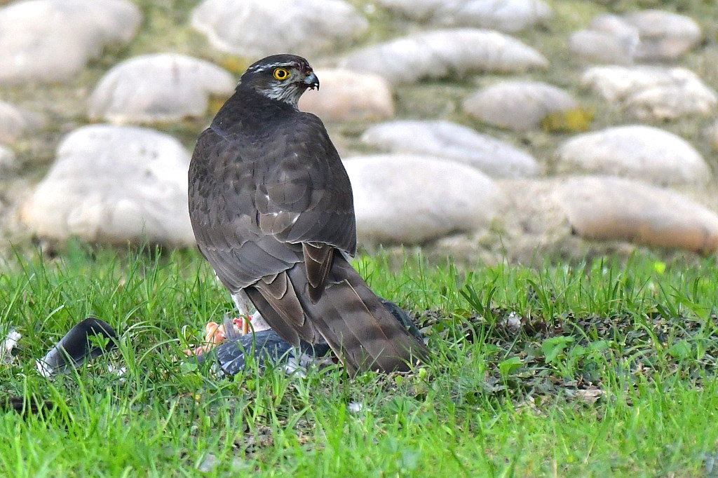 DSC_4950.JPG