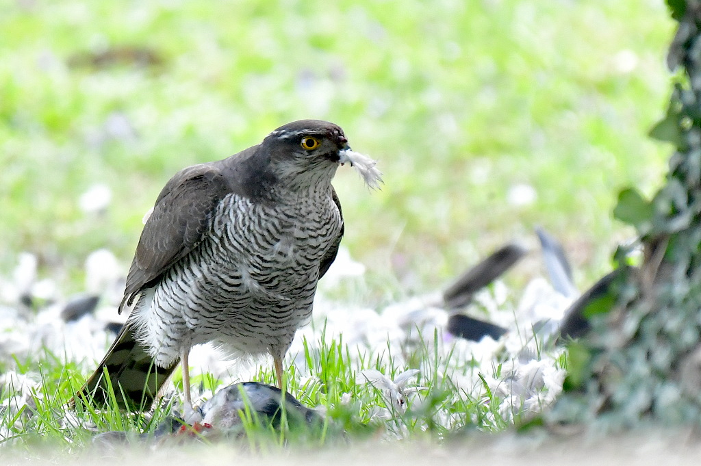 DSC_4963.JPG