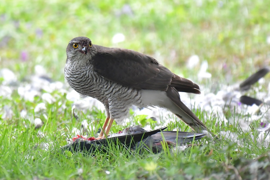 DSC_4985.JPG