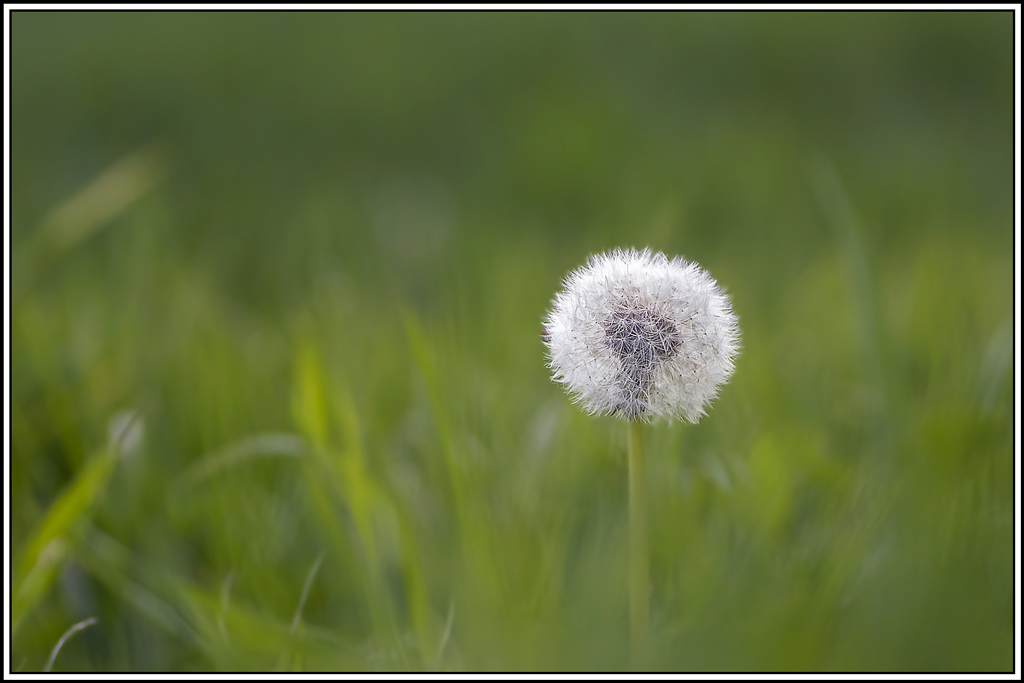 flore(1028-1029).jpg