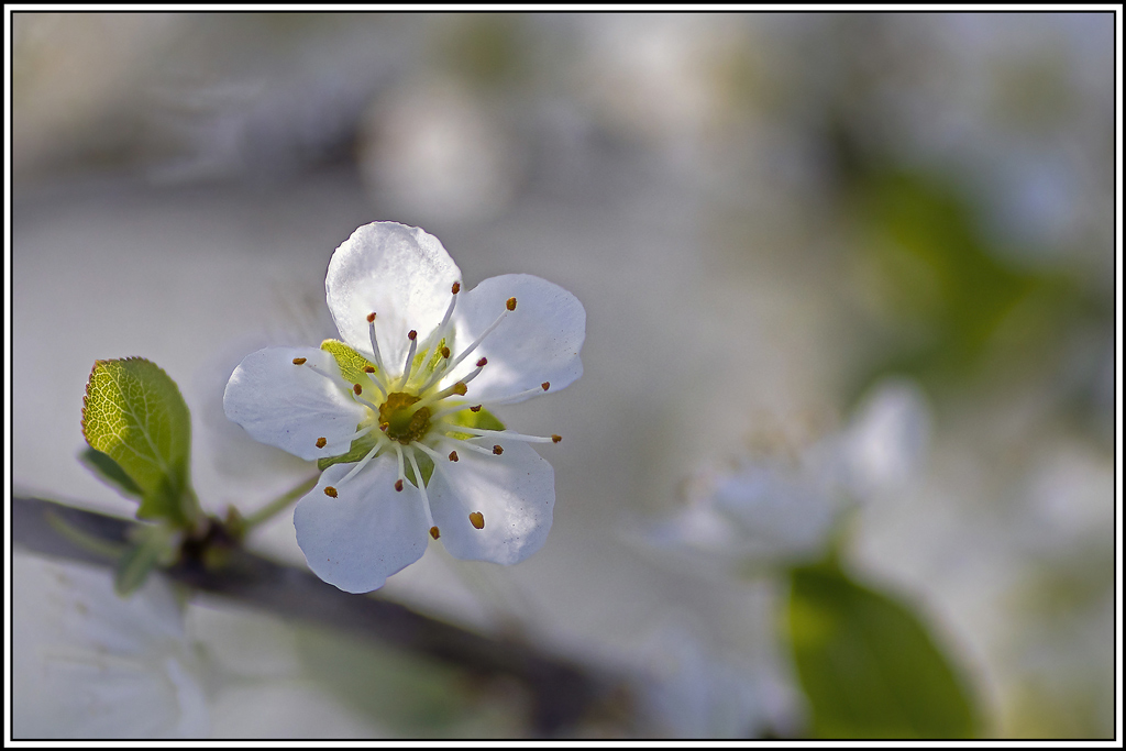 flore(1043_1049).jpg