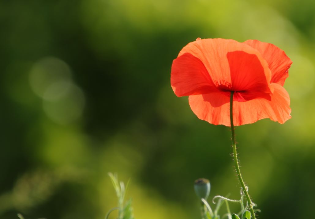 2020.05.23 Coquelicot 2.JPG