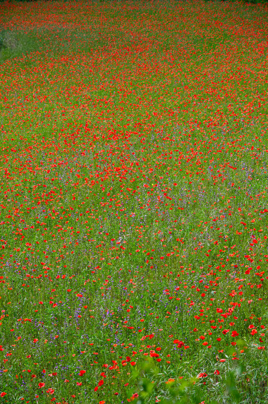 coquelicot.JPG