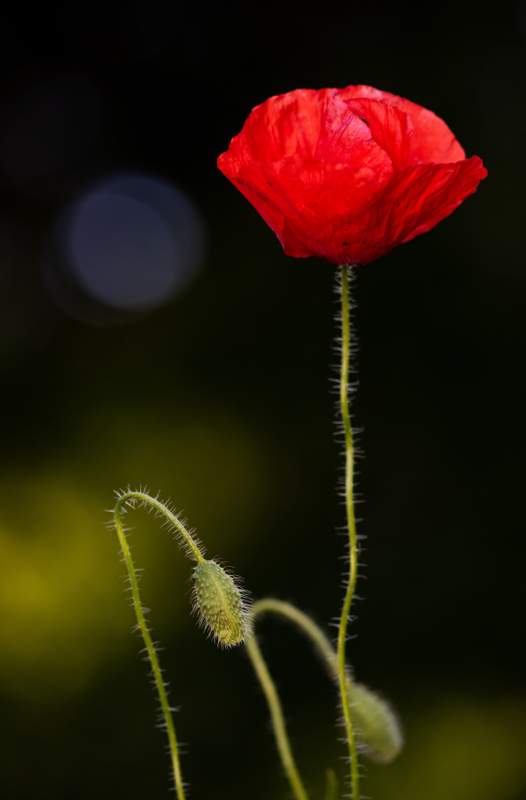 coquelicot2.JPG