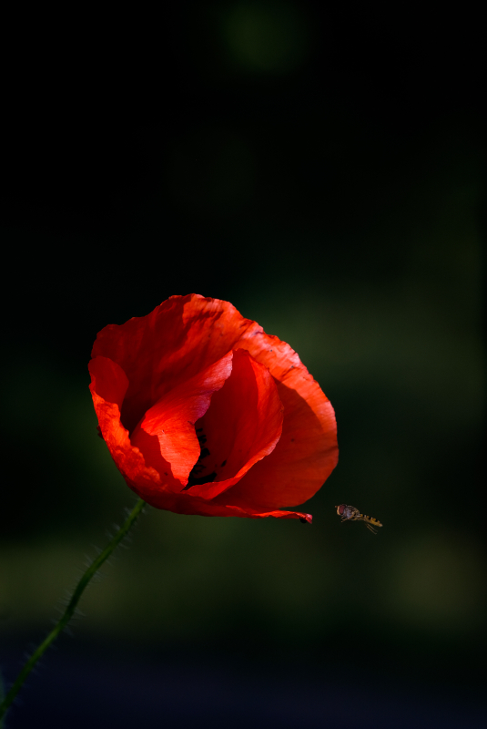 coquelicot3.JPG