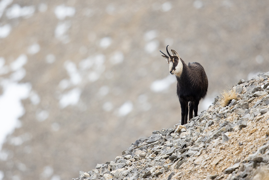 Chamois-2.jpg