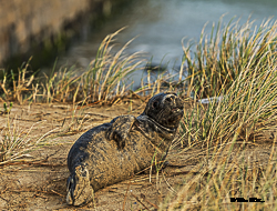 Phoque gris -3.jpg