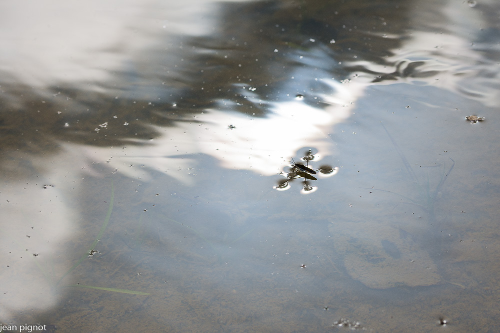 04032021-DSC_7472.JPG