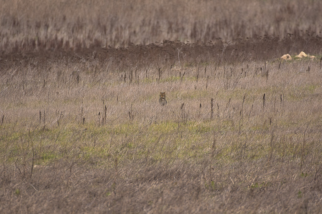 Chat forestier-1.jpg