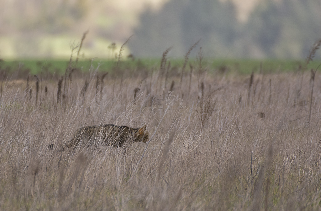 Chat forestier-1-2.jpg