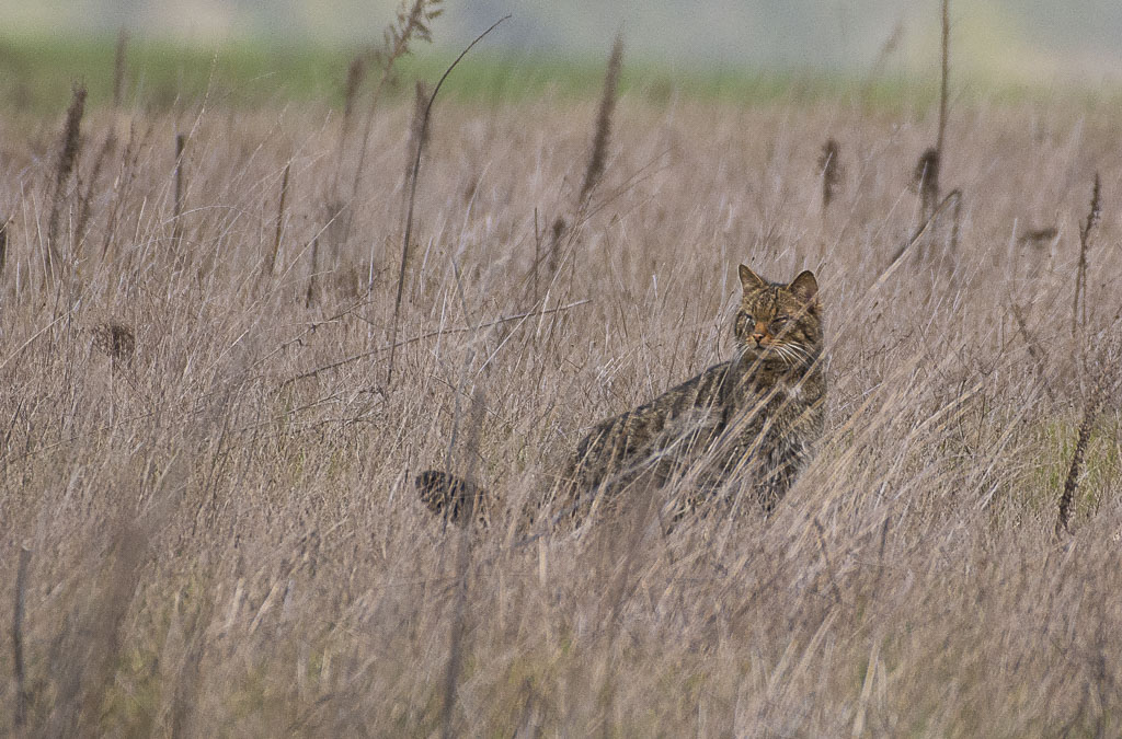 Chat forestier-1-3.jpg