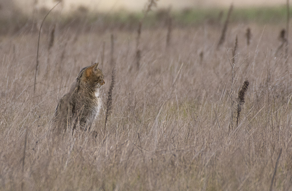 Chat forestier-1-4.jpg