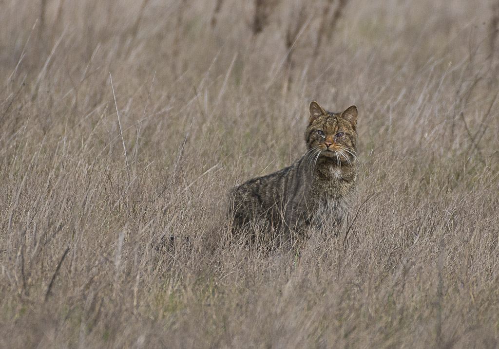Chat forestier-1-7.jpg
