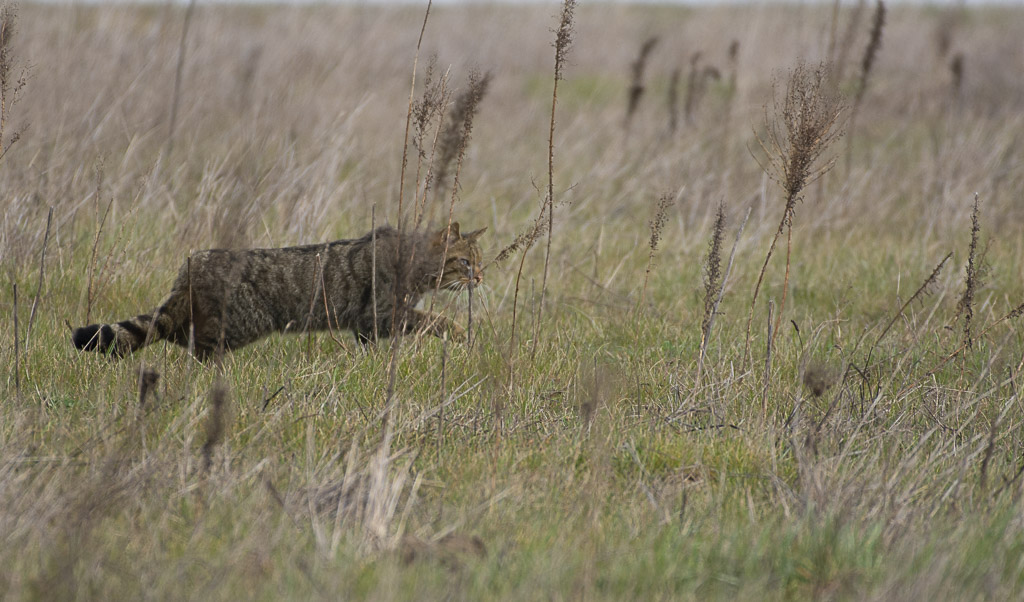 Chat forestier-1-9.jpg
