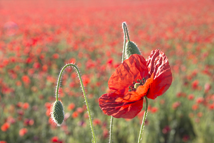 JCl Ortiz Coquelicots  (1).jpg