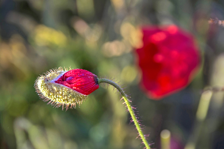 JCl Ortiz Coquelicots (3).jpg