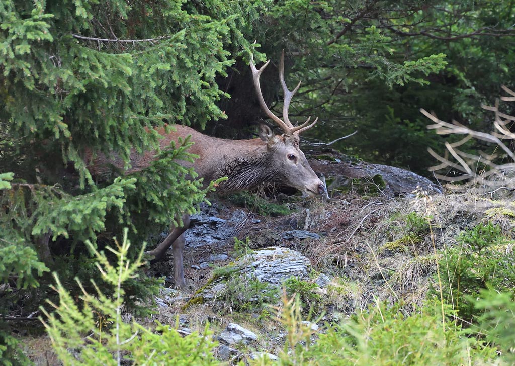 -DS5_1742.jpg