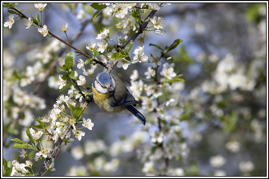 mesange_bleue(762).jpg
