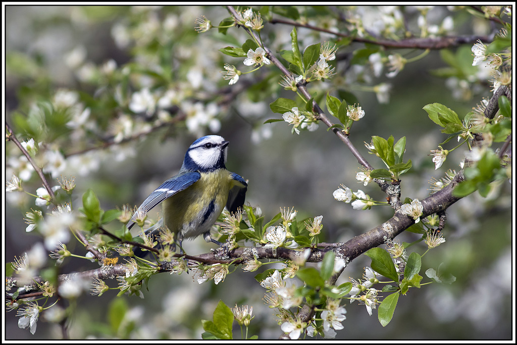 mesange_bleue(765).jpg