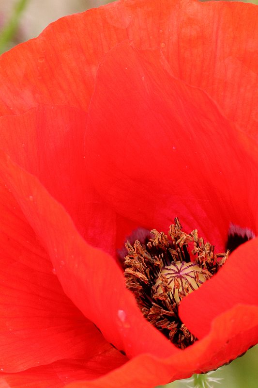 coquelicot 1.jpg