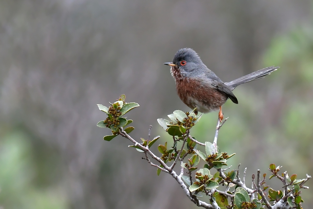 DSC_5445.JPG
